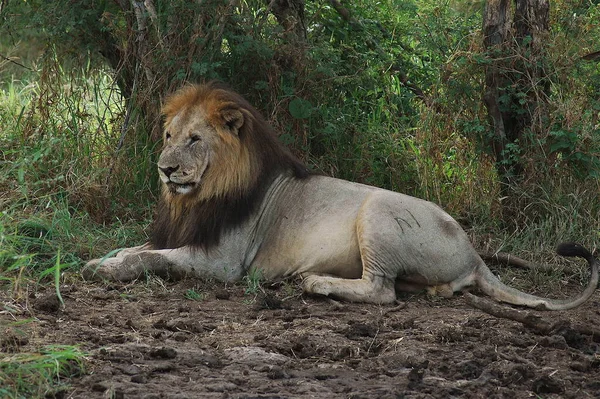 Depredador Animal León Depredador Felino — Foto de Stock