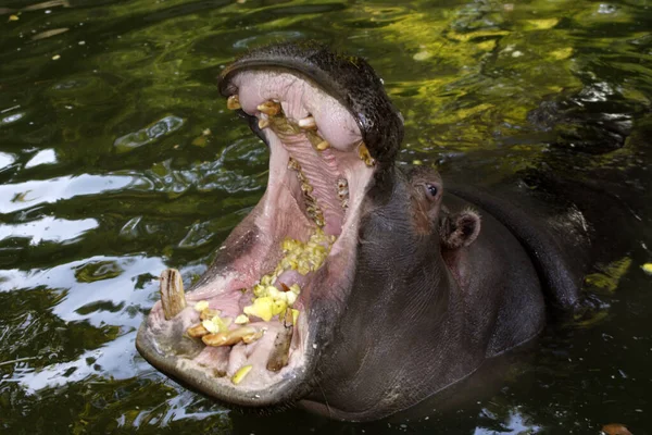 Nijlpaard Hippopotamus Natuur Fauna — Stockfoto