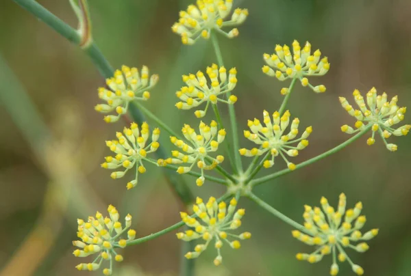 Piękne Botaniczne Ujęcie Naturalna Tapeta — Zdjęcie stockowe