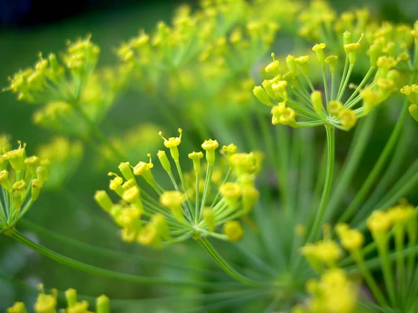 Zbliżenie Młodej Zielonej Trawy Kwiatem — Zdjęcie stockowe