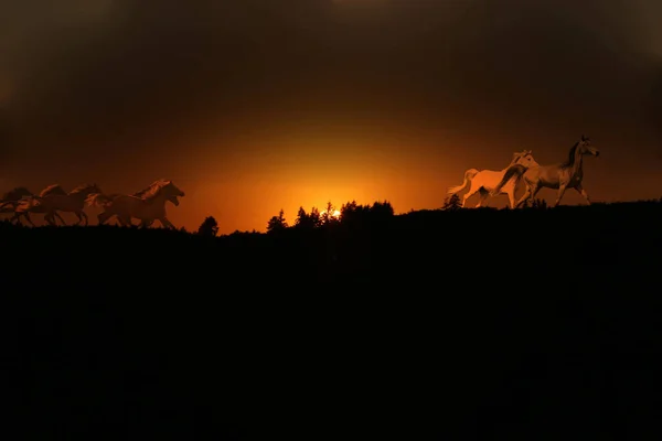 Herd Horses Sunset — Stock Photo, Image