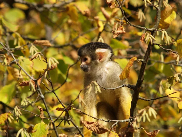 Macaco Animal Mamífero Primata — Fotografia de Stock