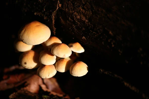 Grünblättriger Schwefelkopf — Stockfoto