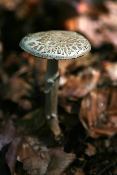 Pilze Die Wald Wachsen — Stockfoto