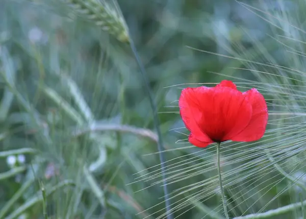 Fleur Été Pétales Fleur Pavot Flore — Photo