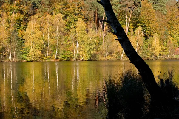Schönes Herbstlaub Wald — Stockfoto