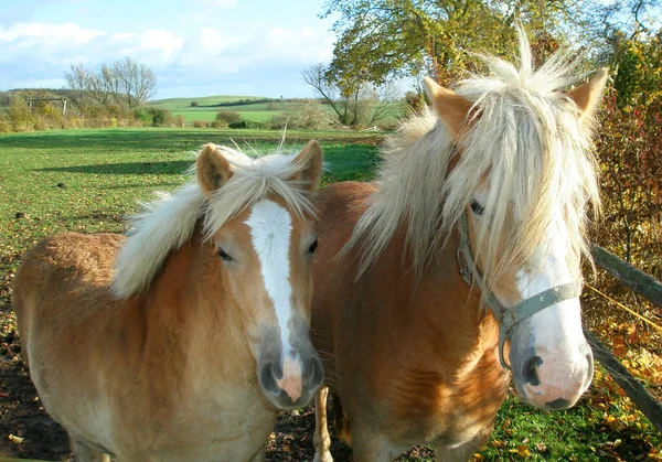 Horses Outdoors Daytime — Stock Photo, Image