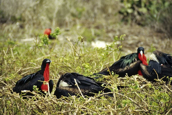 Fragata Aves Criação — Fotografia de Stock