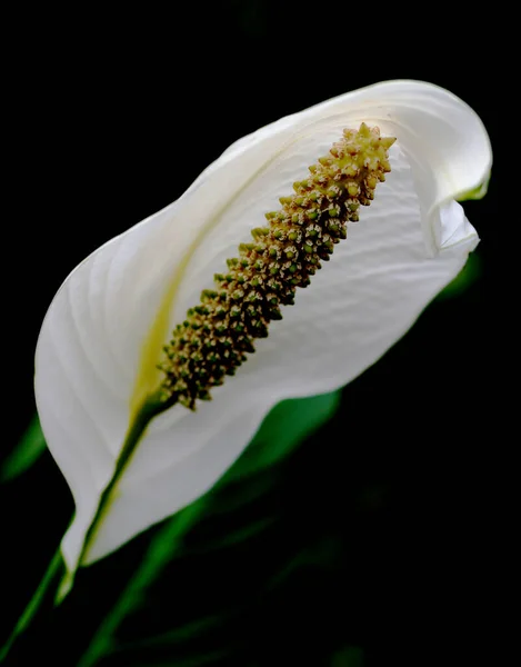 Exotique Calla Lys Fleurs Pétales Flore Botanique — Photo