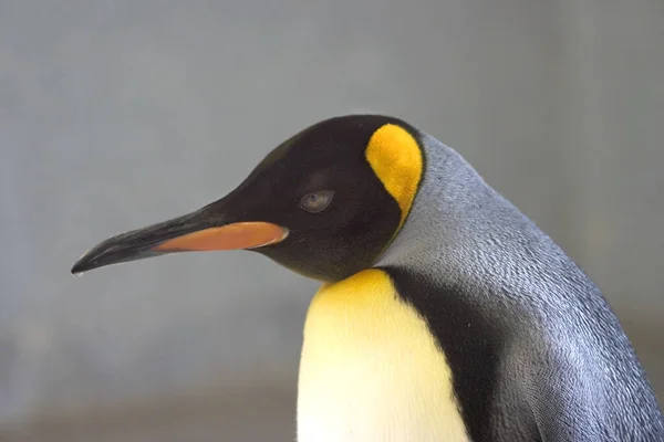 Primo Piano Degli Animali Allo Zoo — Foto Stock