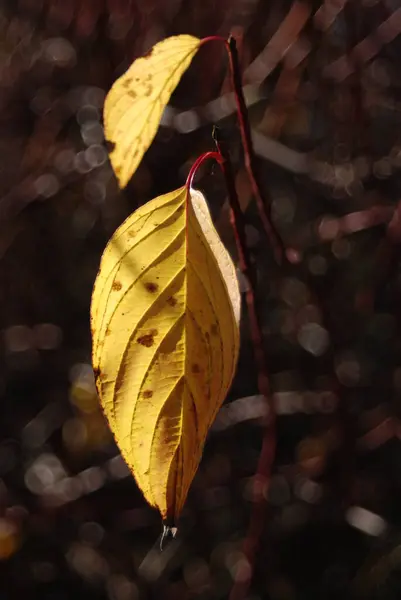 秋天的叶子 秋天的植物 — 图库照片