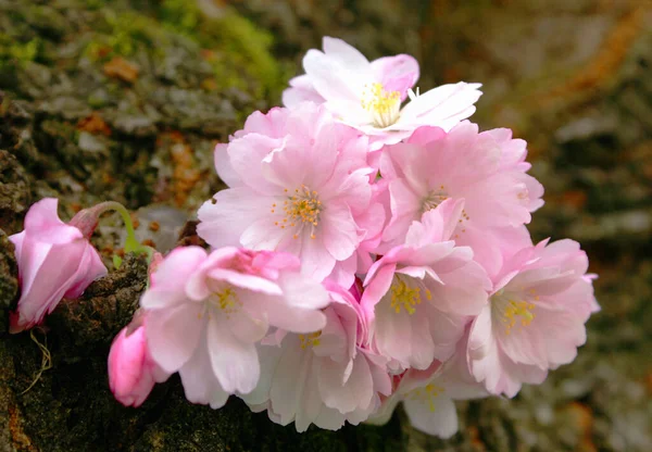 Cherry Blossom Flowers Bloom — Stock Photo, Image