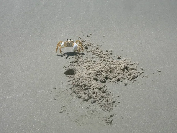 Blick Auf Einen Sandstrand — Stockfoto