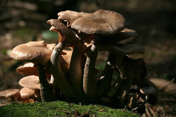 蘑菇生长 自然植物区系 — 图库照片