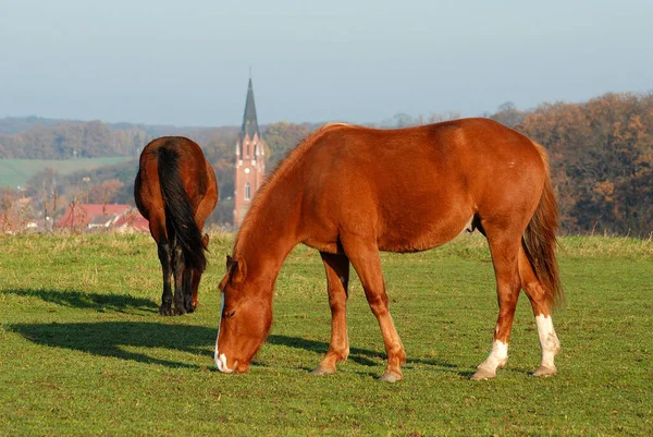 Eingebettet Wiesen Und Wälder Liegt Meine Heimatstadt Burg Stargard Von — Stockfoto