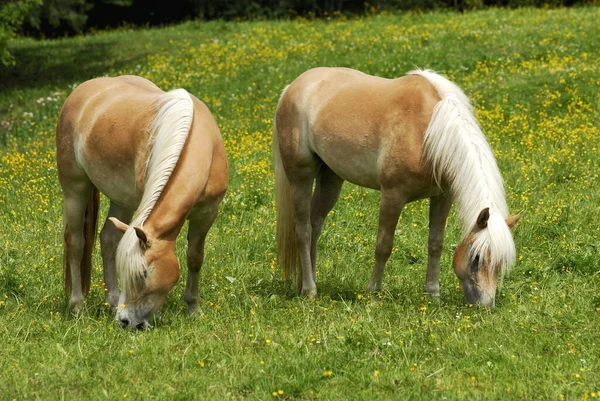 Koń Hodowlany Haflinger Zwierzę Avelignese — Zdjęcie stockowe