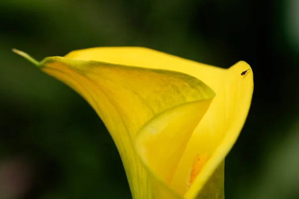 Flores Exóticas Lírio Calla Pétalas Flora Botânica — Fotografia de Stock