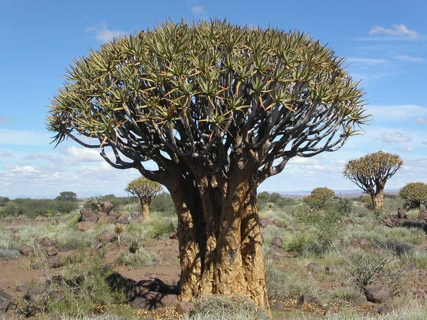 Faretra Flora Vegetale Del Deserto — Foto Stock