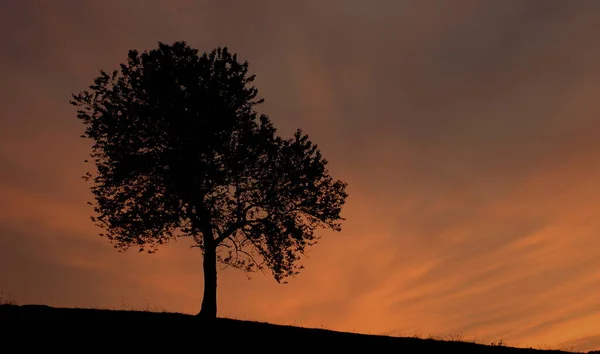 Вечером Дерево — стоковое фото