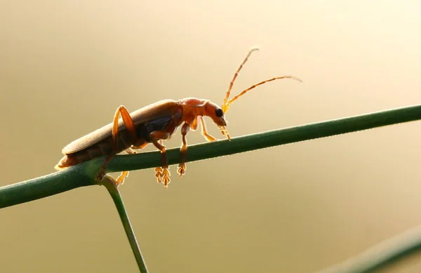 相反光线下的甲虫 — 图库照片
