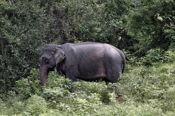 Elefante Selva Tailandia Chang May — Foto de Stock