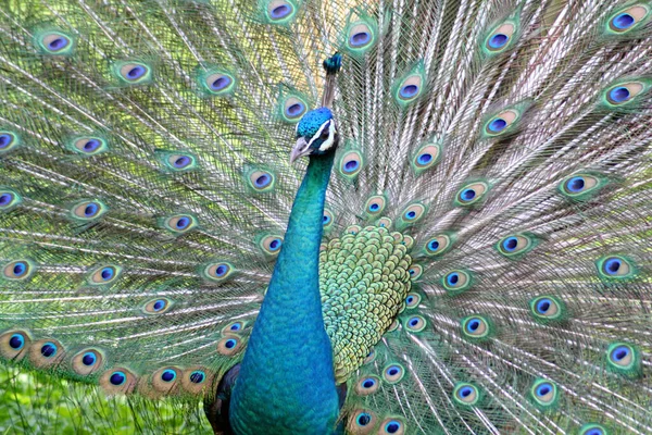 Majestätische Pfauenvogelfedern — Stockfoto