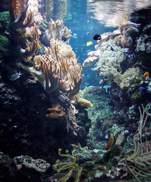 Scenic View Underwater World — Stock Photo, Image