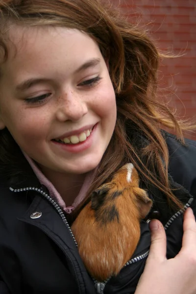 Svea Her Guinea Pig — Stock Photo, Image