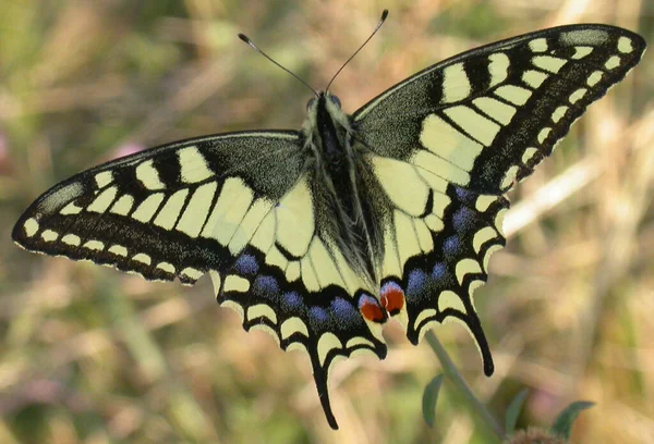 Vista Cerca Hermosa Mariposa Cola Milano — Foto de Stock