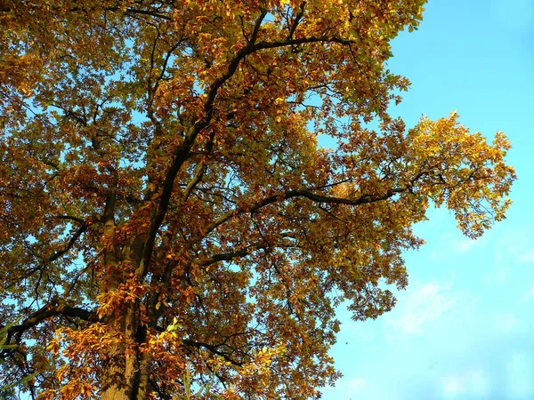 Autunno Colori Autunno Stagione Fogliame — Foto Stock