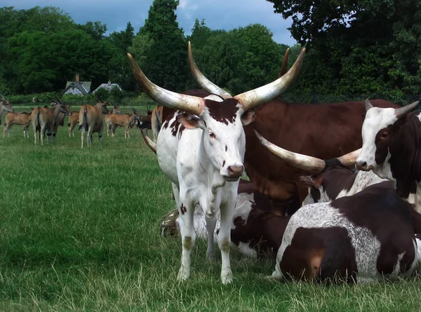 Bulls Summer Pasture Mountains — Stock Photo, Image