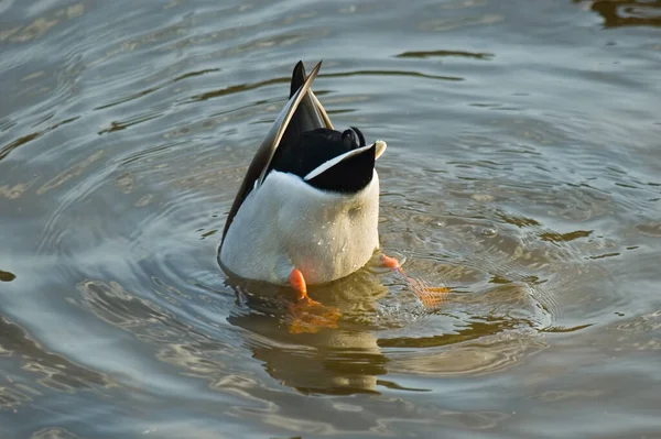 Duck upside down in the water