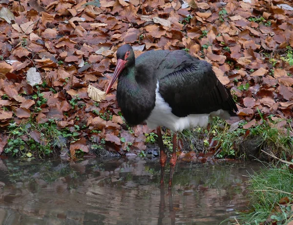 Vue Panoramique Belle Cigogne Oiseau Nature — Photo