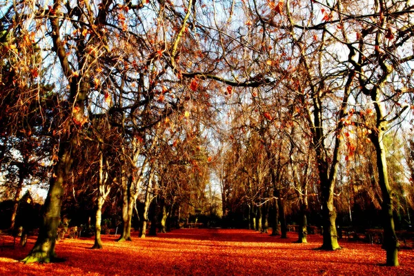 Autumnal Atmosphere Selective Focus — Stock Photo, Image