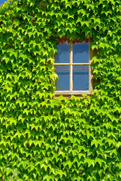Okno Obalené Zeleným Listím — Stock fotografie