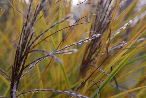 Trockenes Gras Auf Dem Feld — Stockfoto