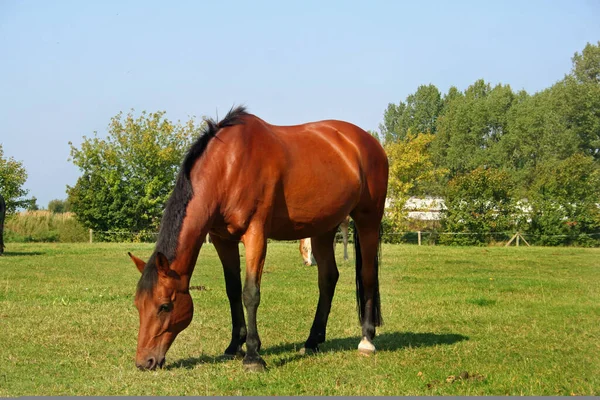 Brun Häst Hästdjur — Stockfoto