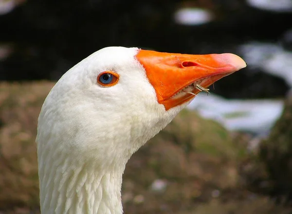 Fågelskådning Söt Fågel Vild Natur — Stockfoto