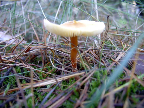 Observé Dans Forêt Petit Araignée Route Vers Gros Champignon — Photo