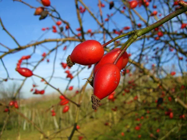 在树枝上挂着红色的龙莓 — 图库照片