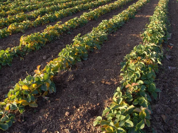 Aussichtsreicher Blick Auf Die Landwirtschaft Auf Dem Land — Stockfoto