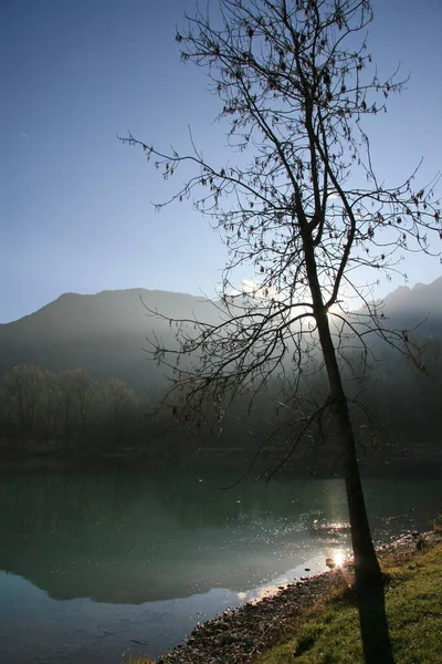 Sol Muito Baixo Escondido Atrás Uma Árvore Nua — Fotografia de Stock