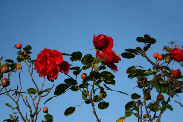 Splendeur Rose Fin Novembre — Photo
