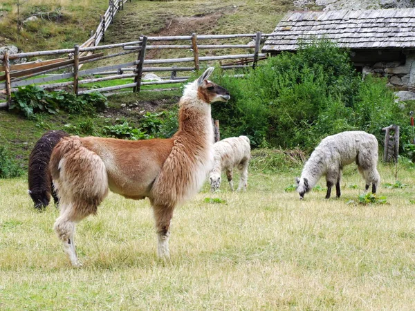 Vicces Alpaka Állat Vadon Élő Emlősök — Stock Fotó