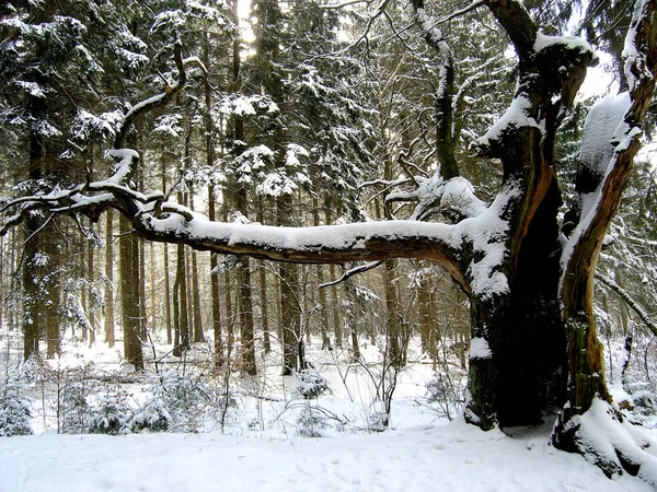 Winter Forest Snow Covered Trees — Stock Photo, Image