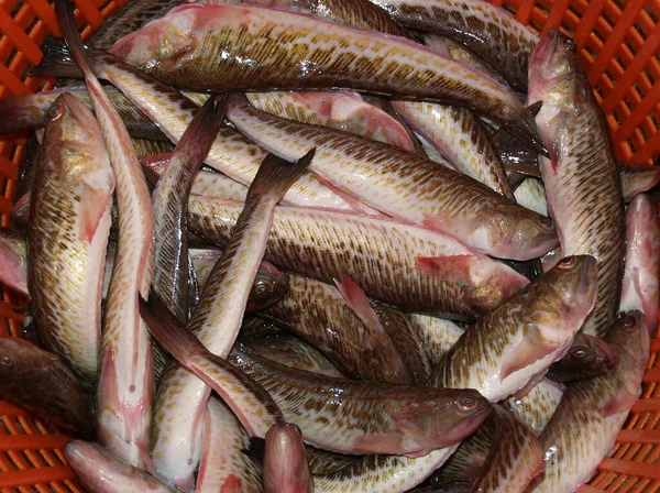 Frischer Fisch Auf Dem Markt — Stockfoto