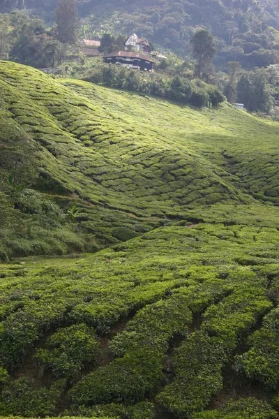 Teaültetvény Cameron Highlands Ben — Stock Fotó