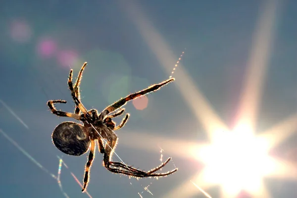 Kreuzspinne Gruseliges Spinneninsekt — Stockfoto