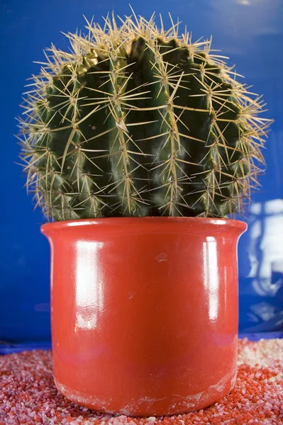 Cactus Pot Houten Tafel — Stockfoto