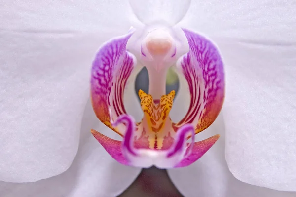 Schöne Botanische Aufnahme Natürliche Tapete — Stockfoto